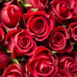 Rosen für verschiedene Anlässe verschicken